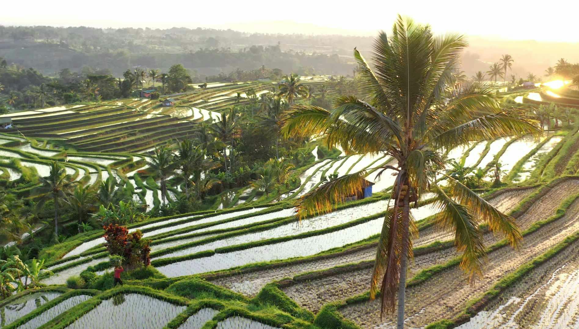 Tegalalang Rice Fields