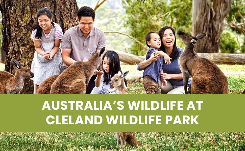 Get Up Close with Australia’s Wildlife at Cleland Wildlife Park